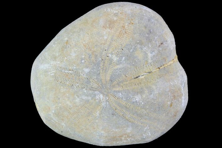 Toxaster Fossil Echinoid (Sea Urchin) - Agadir, Morocco #90606